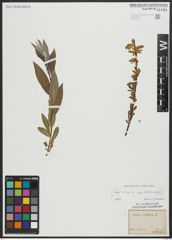 Foto von Salix alba subsp. vitellina (L.) Arcang.